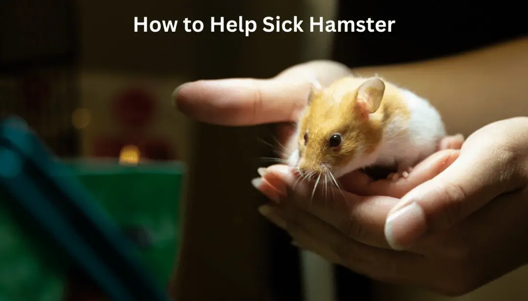 How to Help Sick Hamster