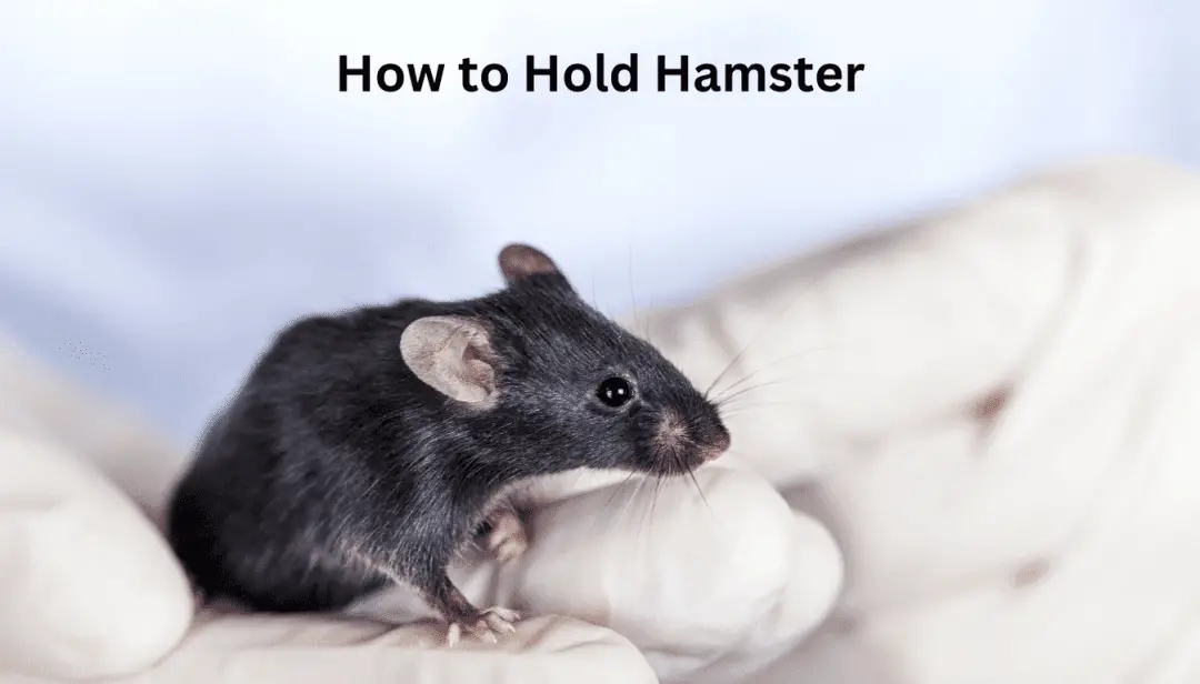 How to Hold Hamster