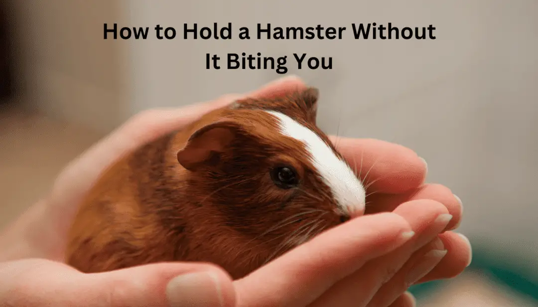 How to Hold a Hamster Without It Biting You