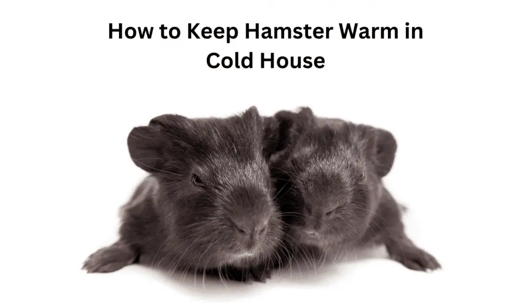 How to Keep Hamster Warm in Cold House