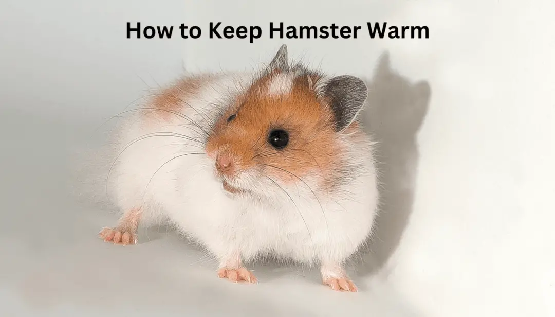 How to Keep Hamster Warm