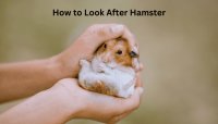 How to Look After Hamster
