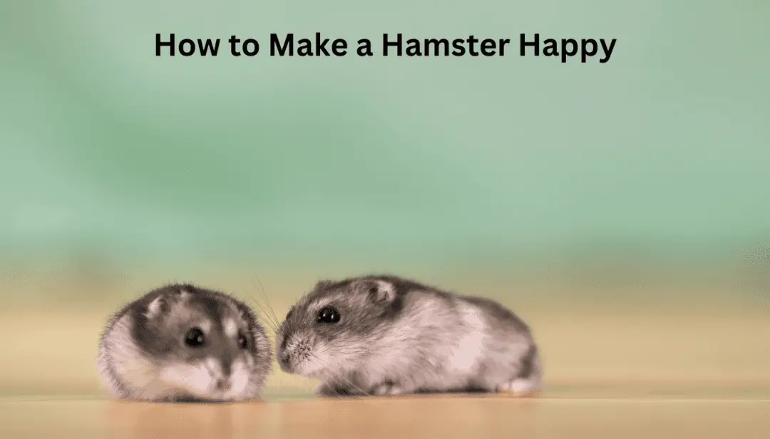 How to Make a Hamster Happy