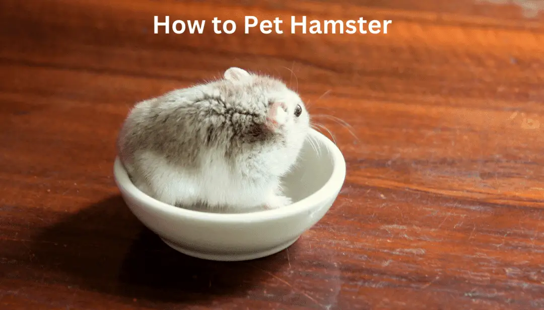 How to Pet Hamster