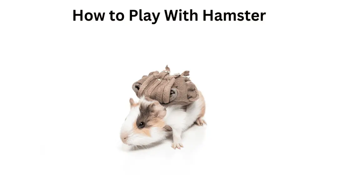 How to Play With Hamster