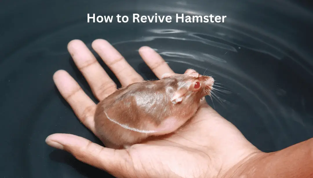 How to Revive Hamster