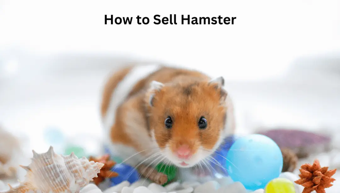 How to Sell Hamster