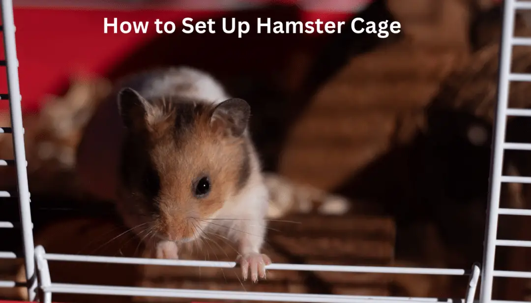 How to Set Up Hamster Cage