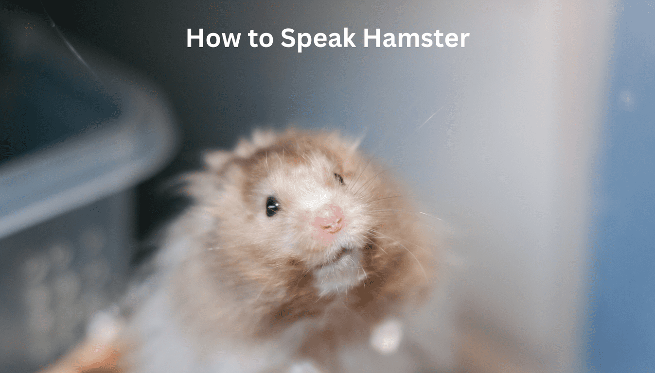 How to Speak Hamster