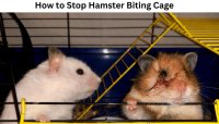 How to Stop Hamster Biting Cage