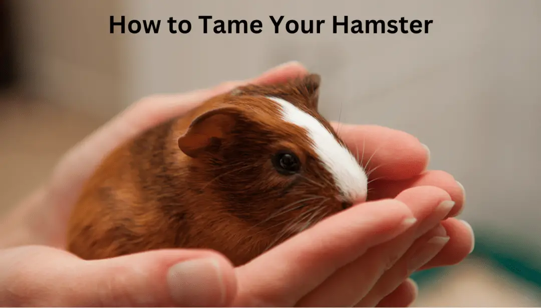 How to Tame Your Hamster