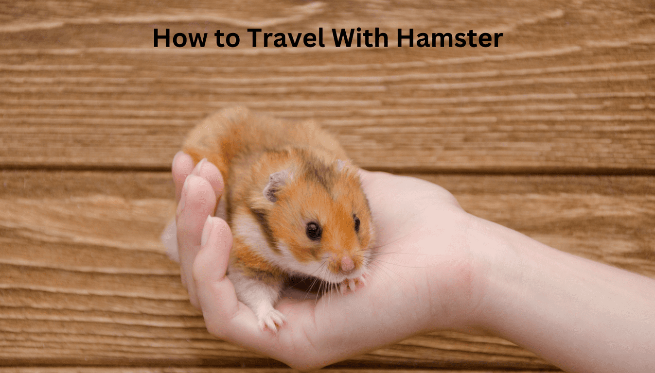 How to Travel With Hamster