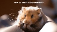 How to Treat Itchy Hamster