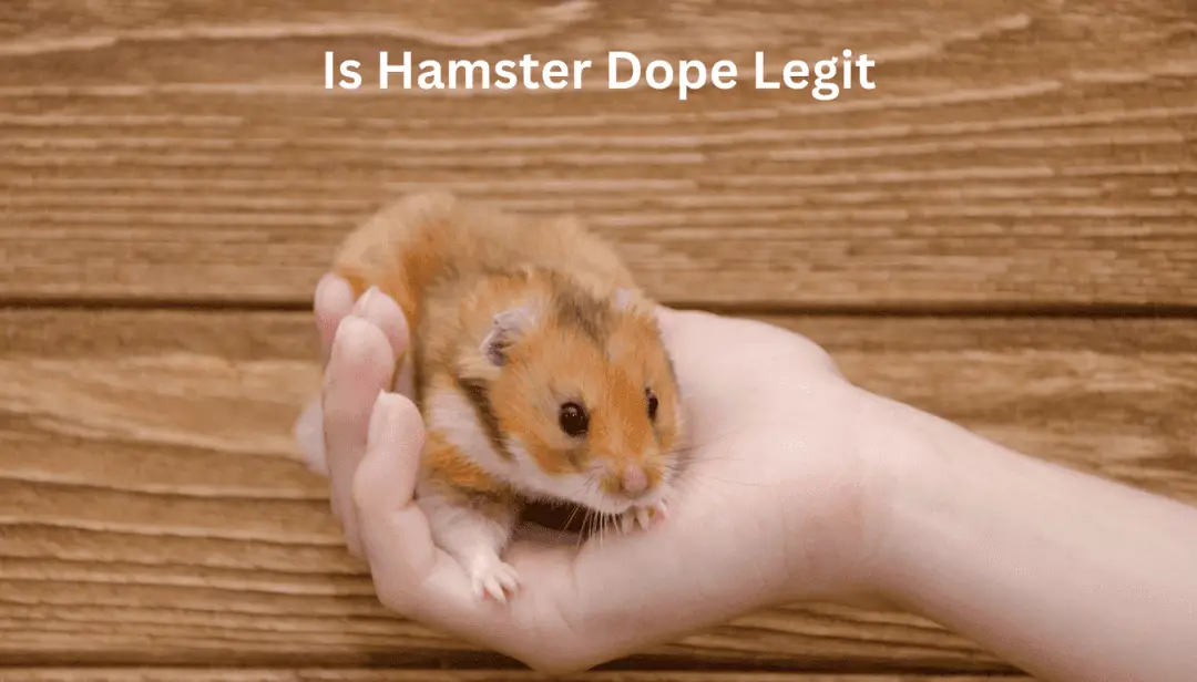 Is Hamster Dope Legit