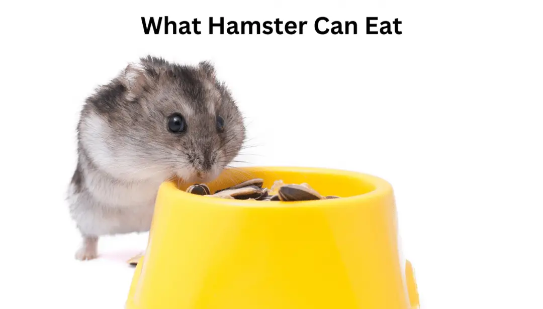 What Hamster Can Eat