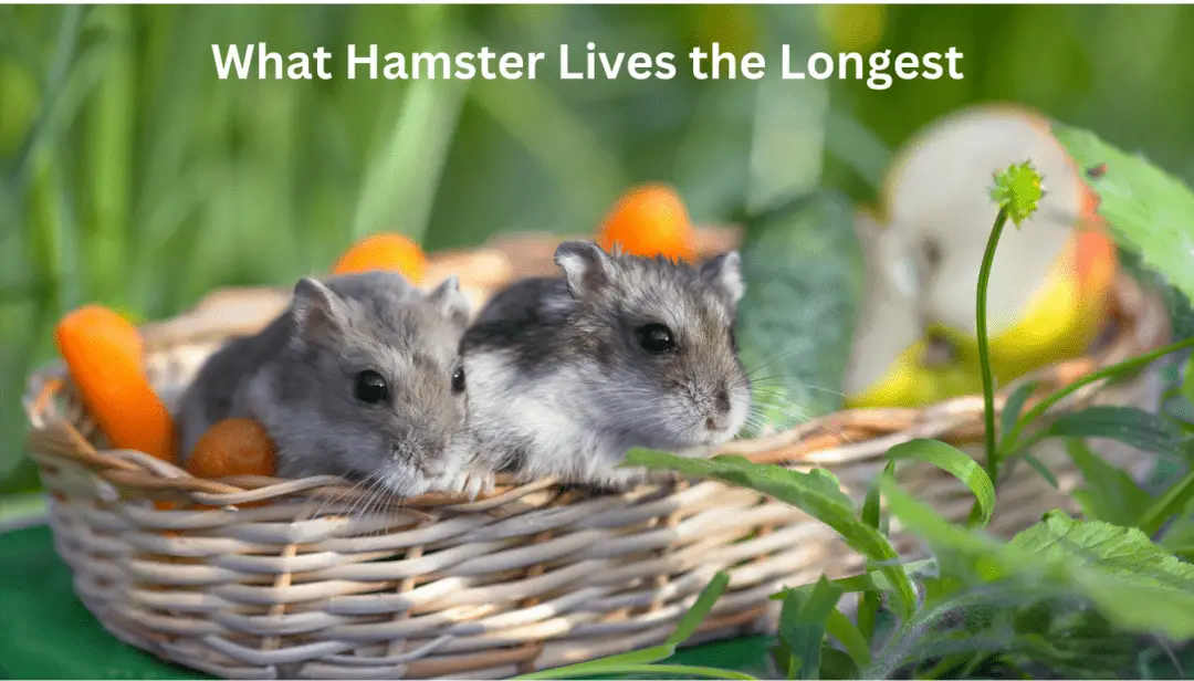 What Hamster Lives the Longest