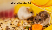 What a Hamster Eat