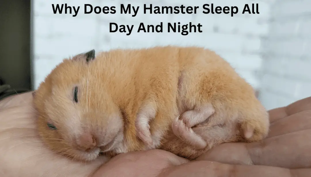 Why Does My Hamster Sleep All Day And Night