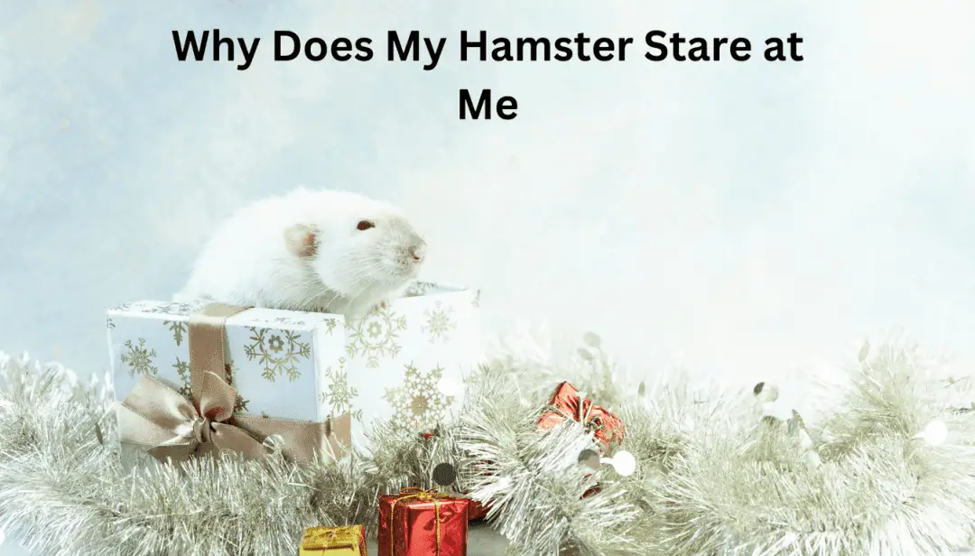 Why Does My Hamster Stare at Me