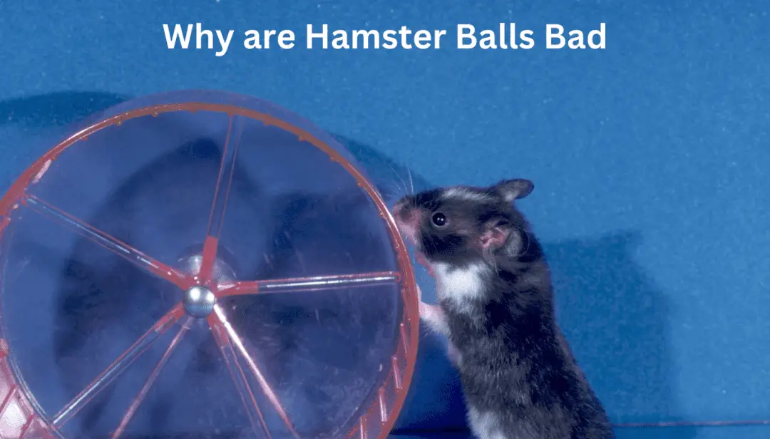 Why are Hamster Balls Bad