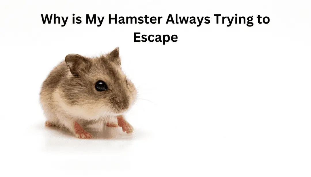 Why is My Hamster Always Trying to Escape