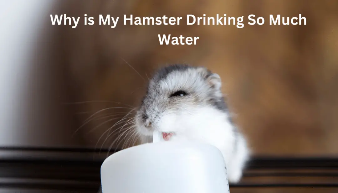 Why is My Hamster Drinking So Much Water