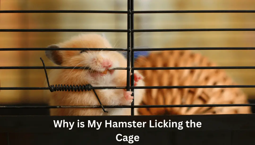 Why is My Hamster Licking the Cage