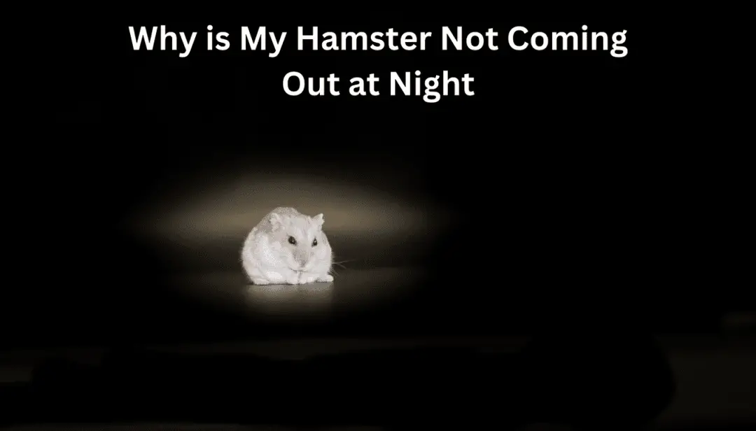 Why is My Hamster Not Coming Out at Night