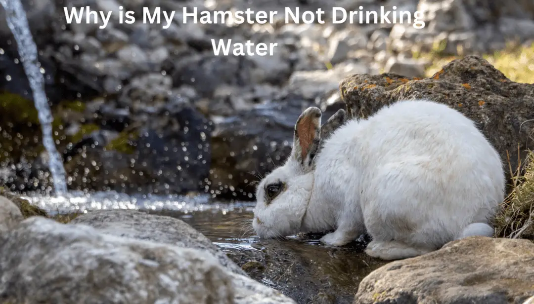 Why is My Hamster Not Drinking Water