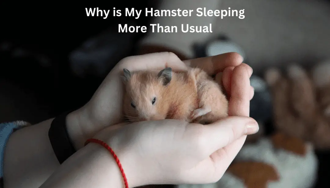 Why is My Hamster Sleeping More Than Usual