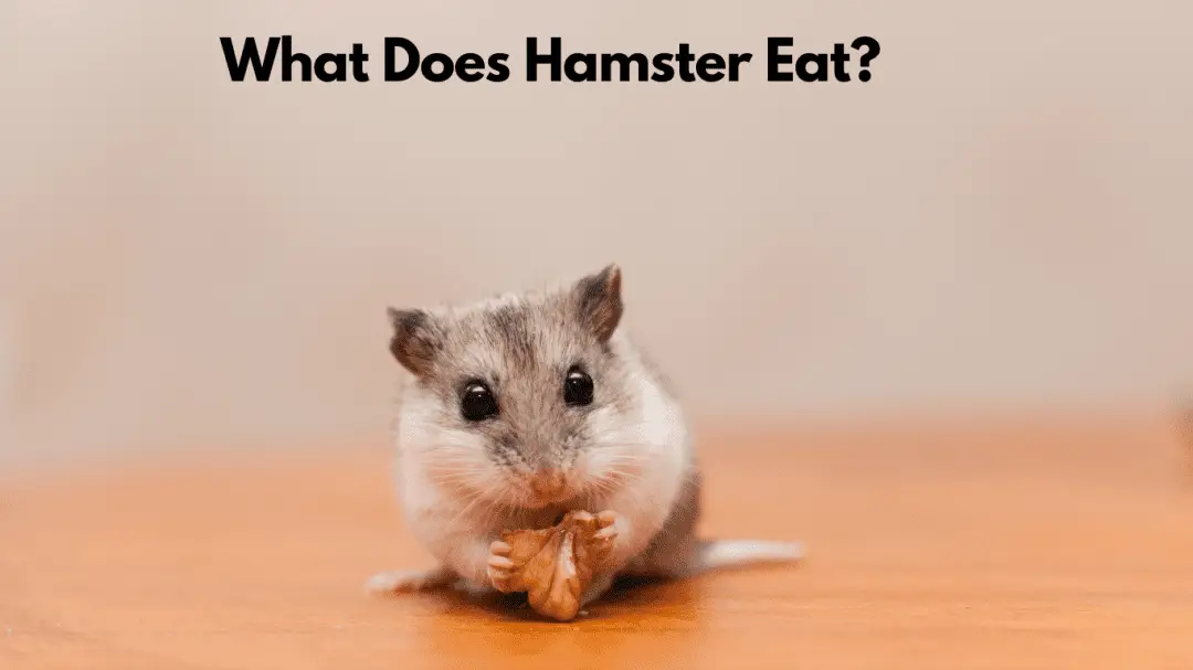 What Does Hamster Eat?
