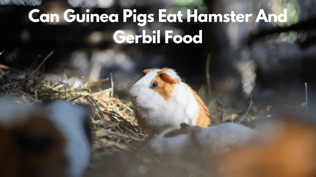 Can Guinea Pigs Eat Hamster And Gerbil Food
