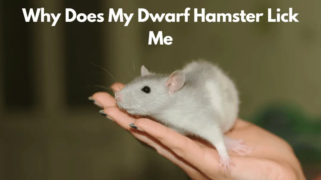 Why Does My Dwarf Hamster Lick Me