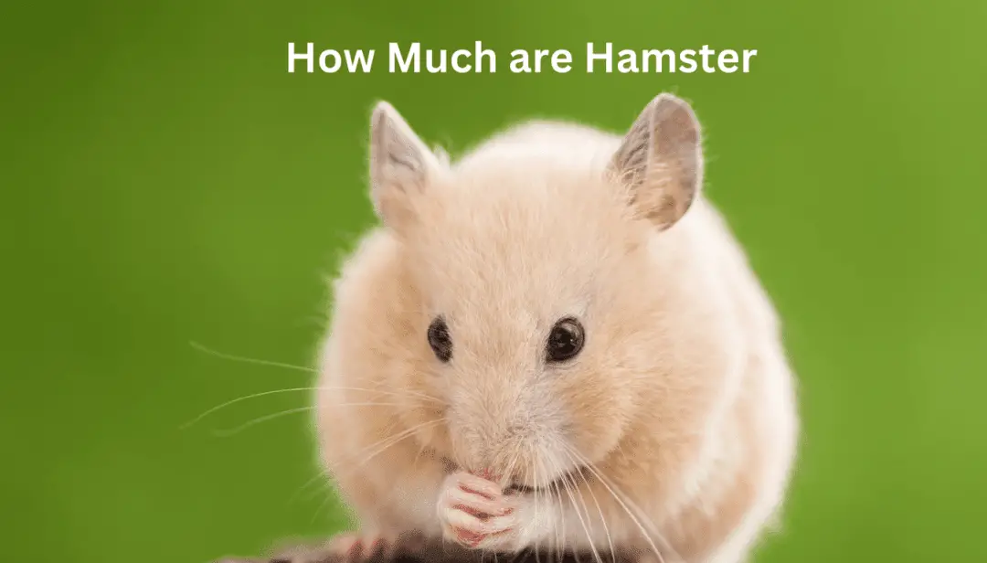 How Much are Hamster