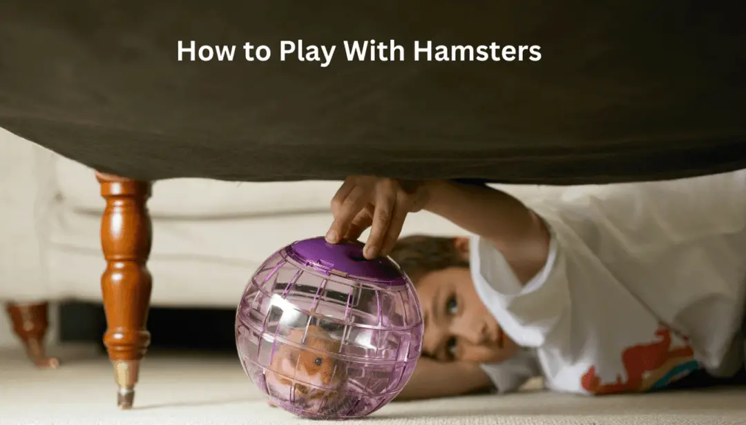 How to Play With Hamsters