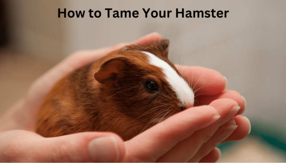 How to Tame Your Hamster