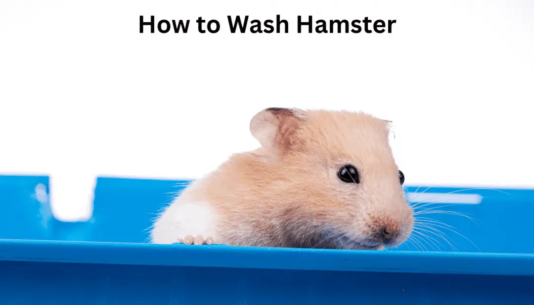 How to Wash Hamster