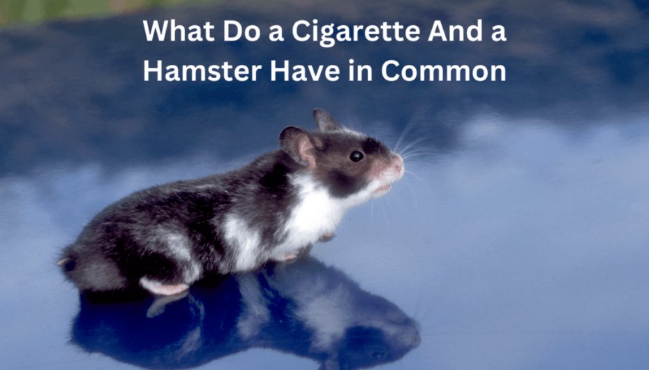 What Do a Cigarette And a Hamster Have in Common