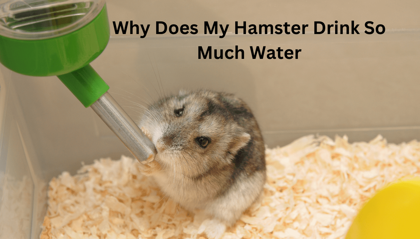 Why Does My Hamster Drink So Much Water
