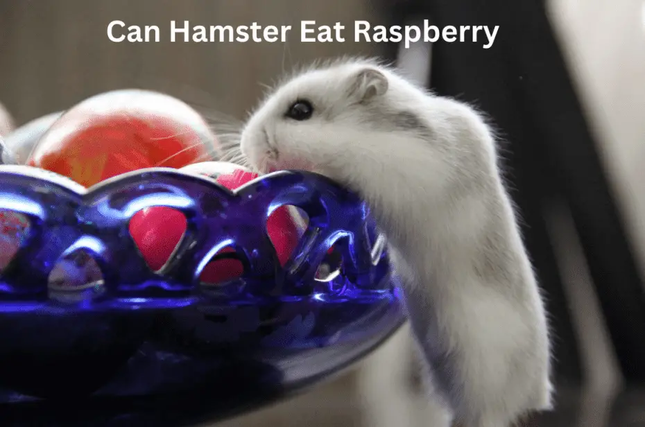 Can Hamster Eat Raspberry