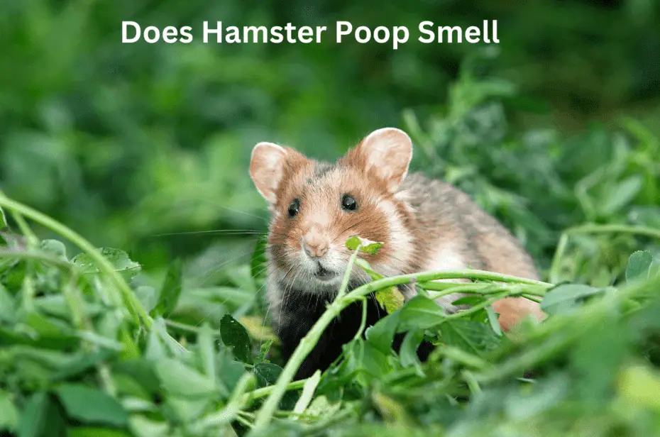 Does Hamster Poop Smell