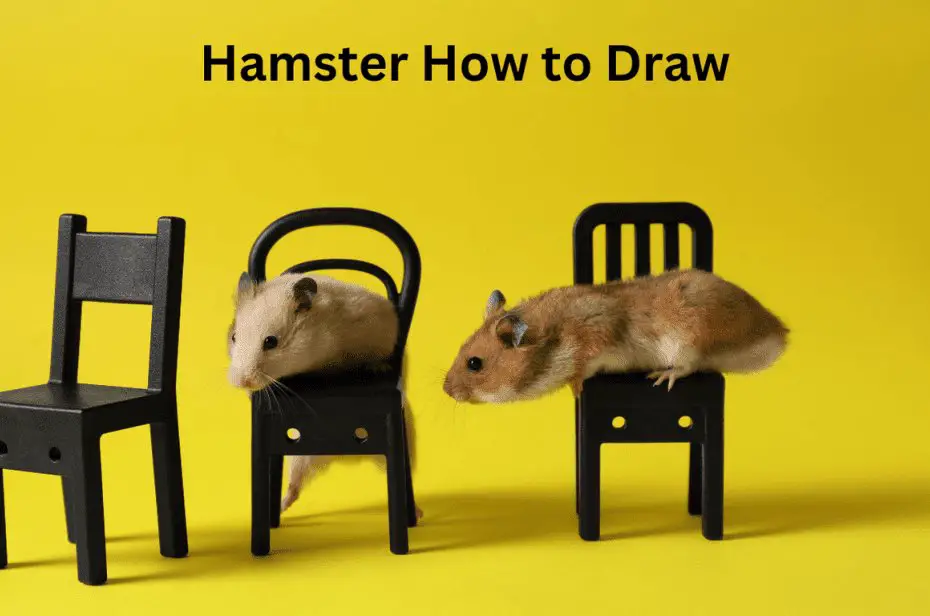 Hamster How to Draw
