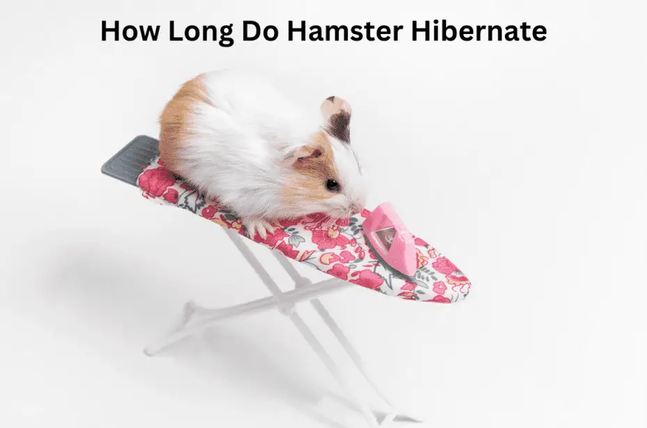 How Long Do Hamster Hibernate