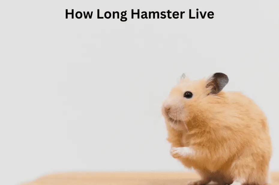 How Long Hamster Live
