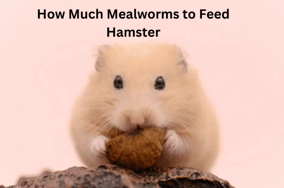 How Much Mealworms to Feed Hamster