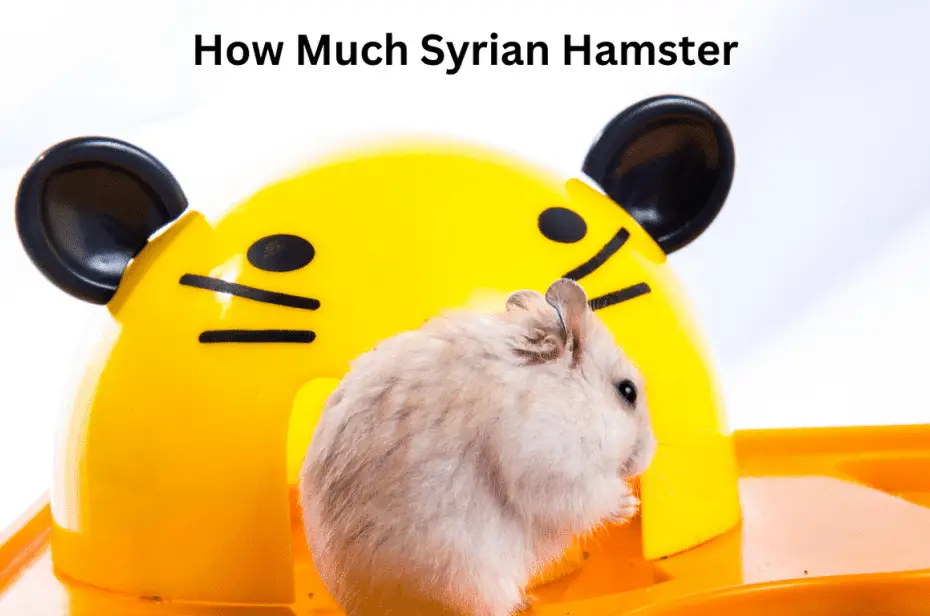 How Much Syrian Hamster