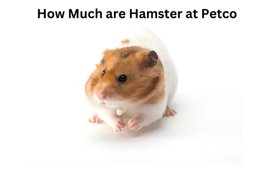 How Much are Hamster at Petco