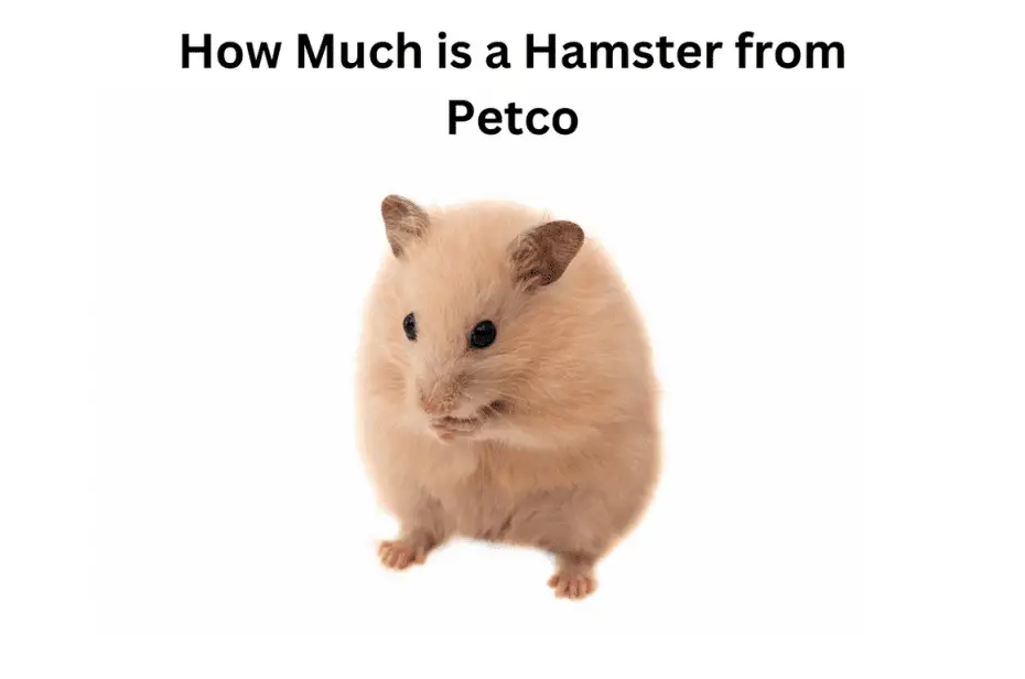 How Much is a Hamster from Petco