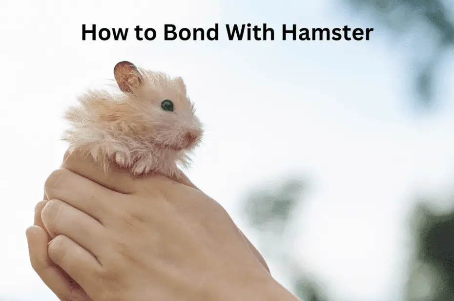 How to Bond With Hamster