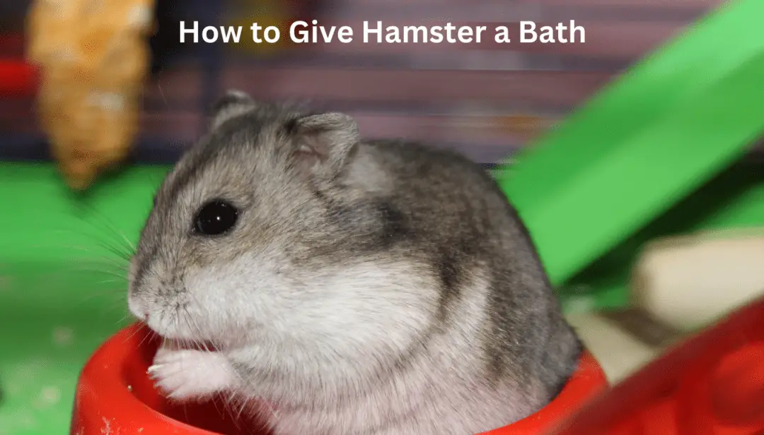 How to Give Hamster a Bath